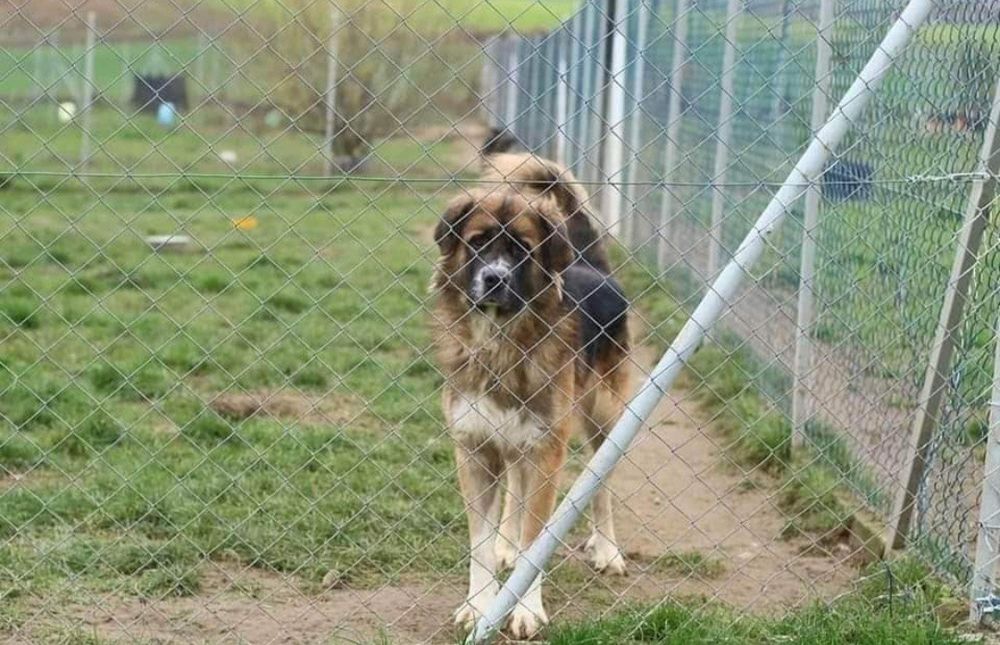 Wojtek do adopcji