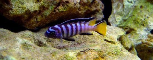 Pseudotropheus sp. elongatus mpanga. Pyszczaki z Malawi