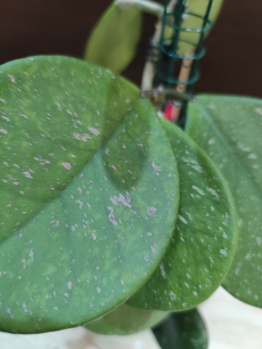 Hoya hoja obovata cala roślina