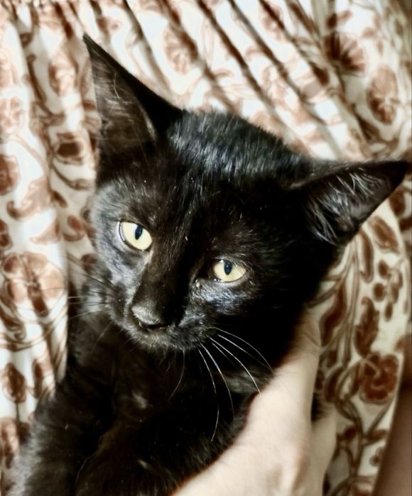 Котенок 2.5 и 3,5 мес кошечка котята черная кішечка чорна кошеня