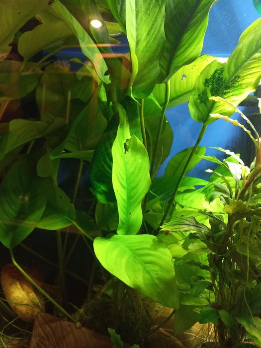 Рослини анубіас для акваріуму