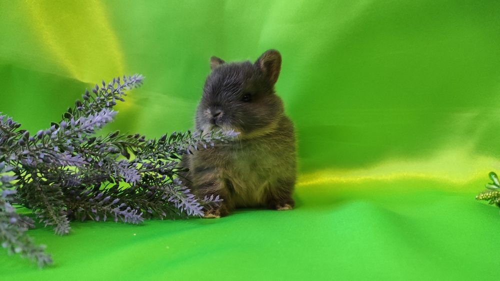 Кролики карликові.Нідерландський., найменша порода.