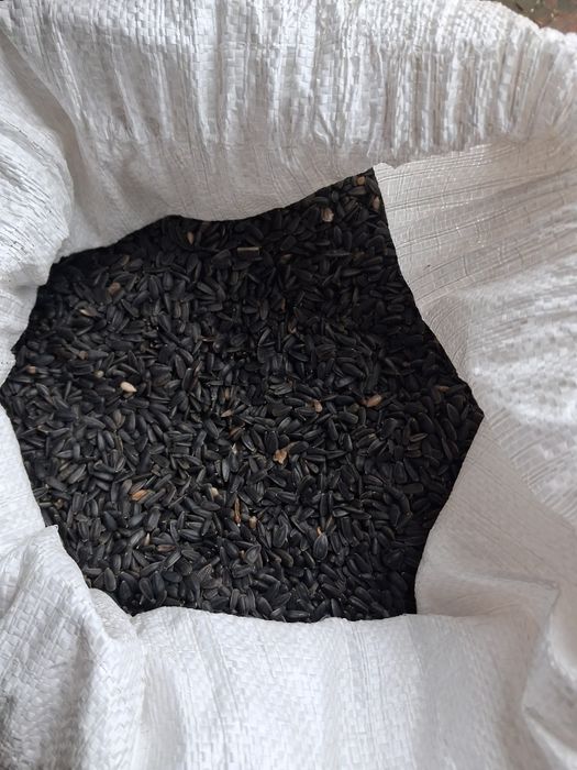 Kukurydza ze zbiorów 2025