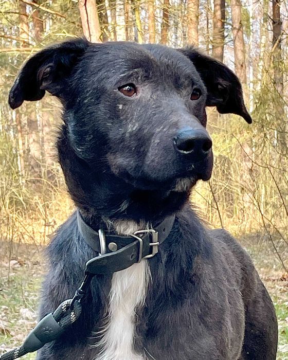 SOŁTYS - 1,5roczny psiak jeszcze nie zaznał dobra