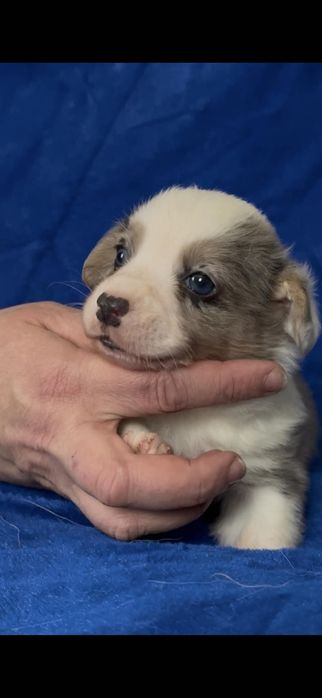 Чудо чудное,-мраморный малыш корги для Вас!