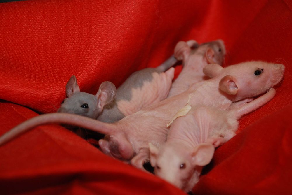 Пацюки сфінкс, лисі криси, щури гіпоалергенні ручні