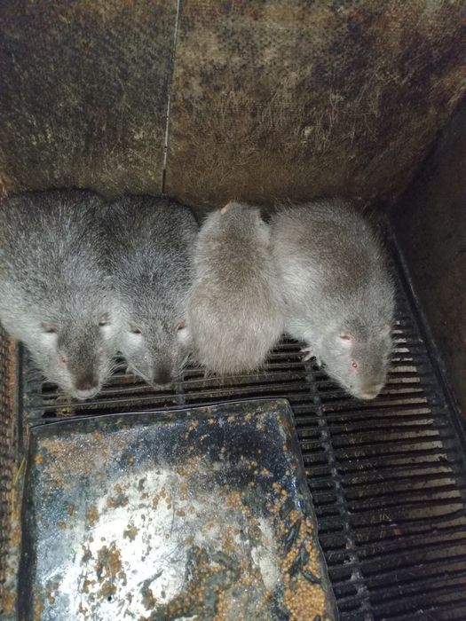 Продам живою вагою і тушки