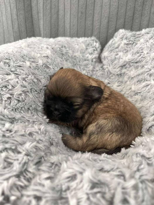 Śliczny piesek Shih Tzu