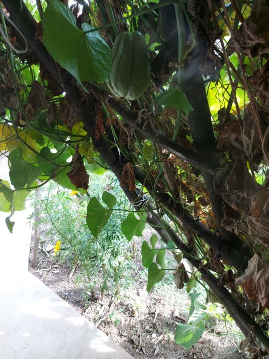 100 kg  chuchus caseiros biogicos legume muito bom para a saúde