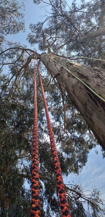 Podas / Abates / Desmatação64683974264321120