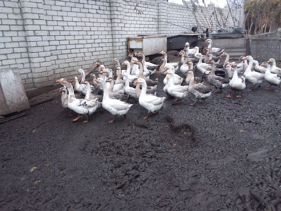 Продам домашние гусиное мясо