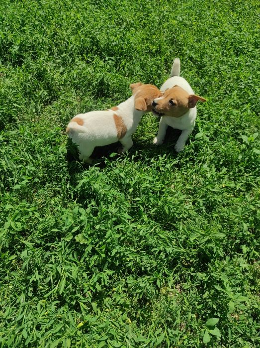 Щенки Джек Рассел тер'єр девочки