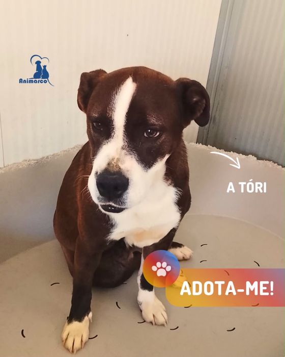 Tori cadela jovem porte medio