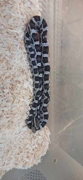 Wąż zbożowy Terrarium24 Lublin
