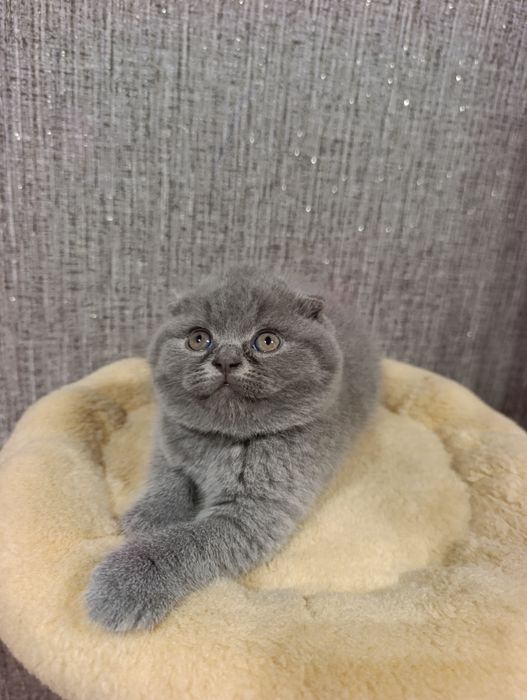 Розкішні кошенята