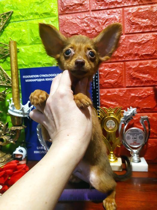 Длинношерстные мальчик и девочка,от Чемпионов! Док.КСУ,чип,привиты