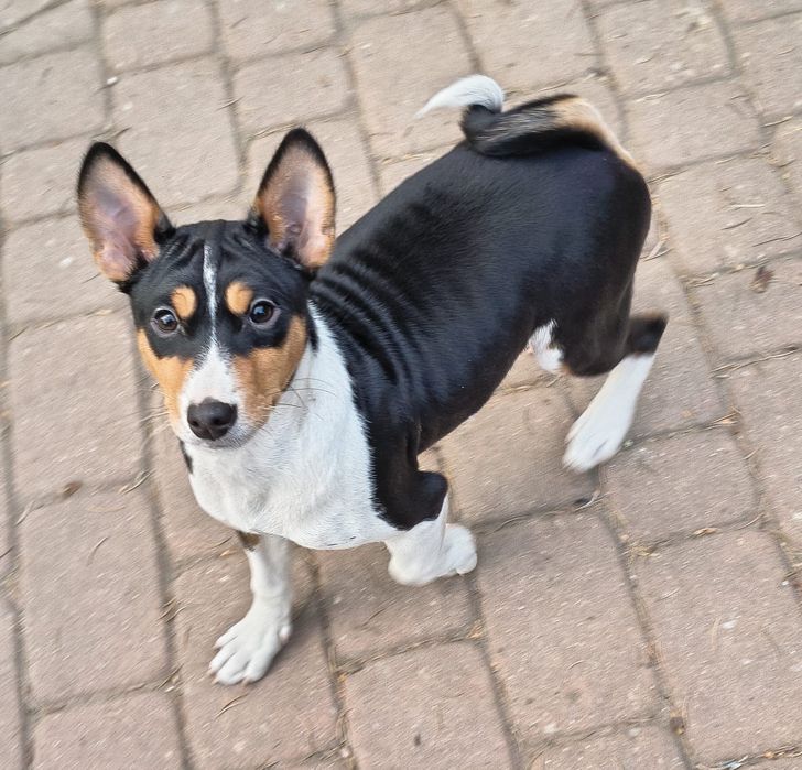 Basenji szczenię FCI