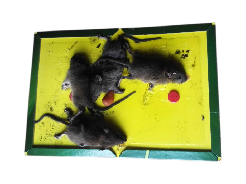 Lep Pułapka klejowa Myszołapka 40szt