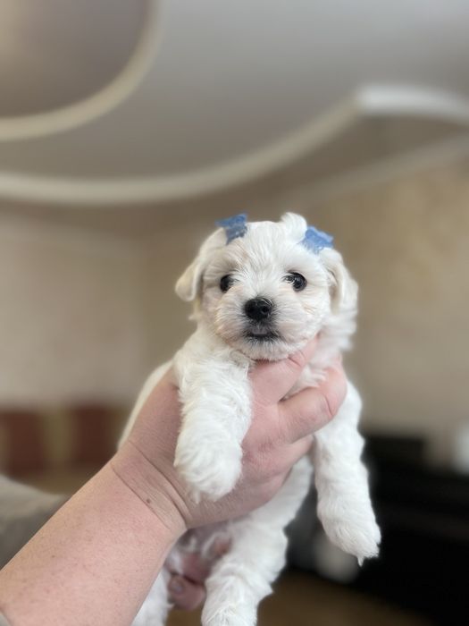 Продам ,мальтезе ,папа мини ,мама стандарт.и