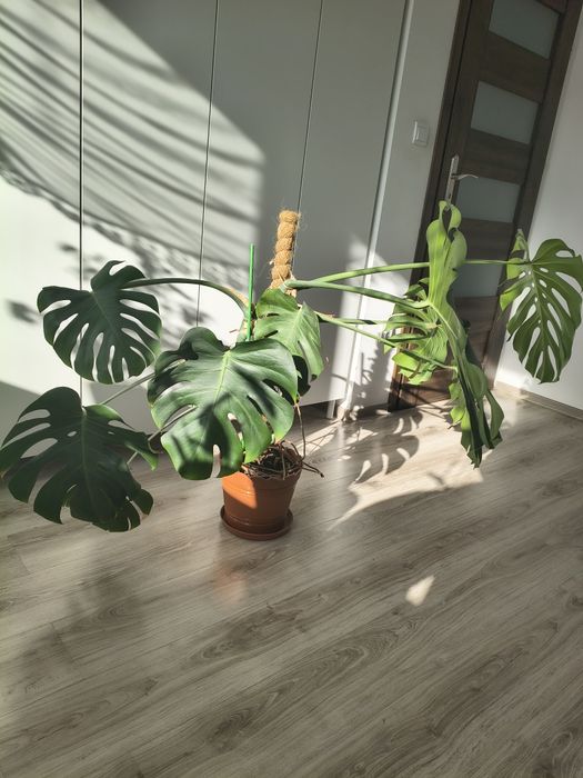 Monstera deliciosa duża