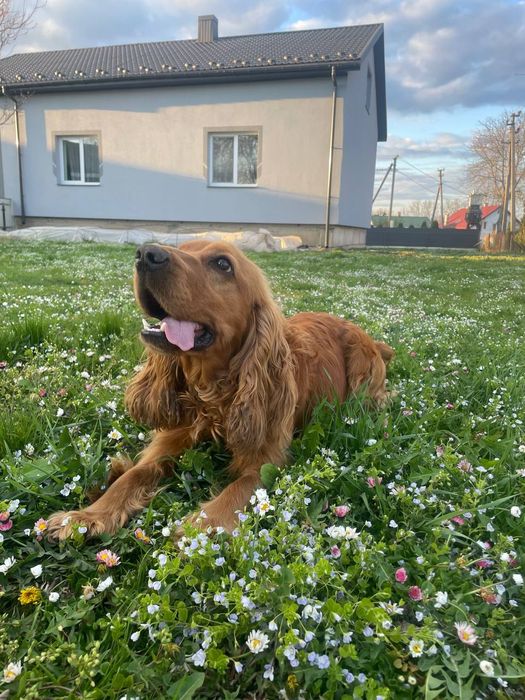 Англійський кокерспаніель