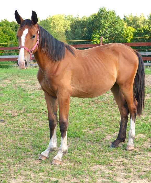 Klacz sp Korsyka po Pablo śl