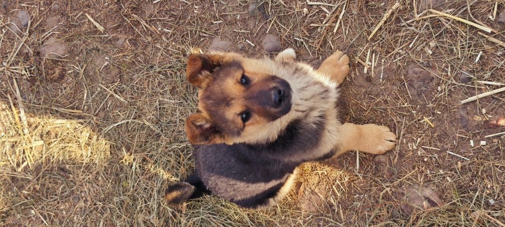 Oddam pieska w dobre ręce