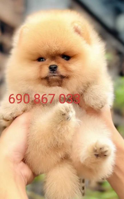 !!!Mały miś pomeranian mini