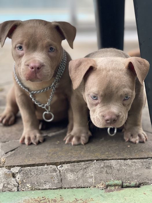 Американский булли