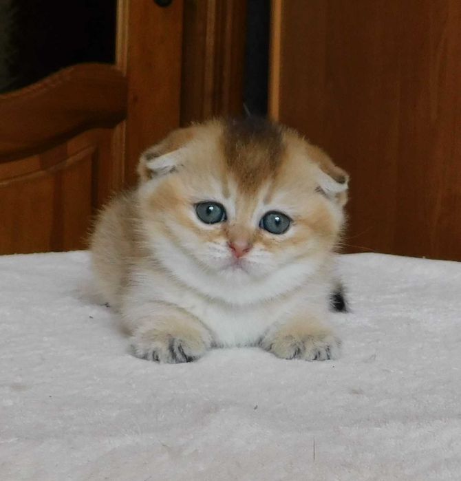 Шотландська висловуха зеленоока дівчинка Сінді