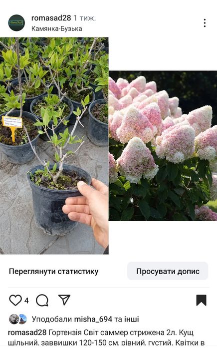 Гортензії різні сорти