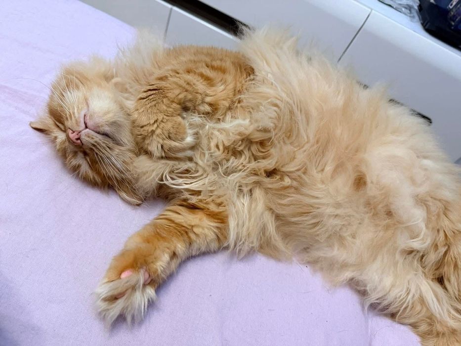Котик шукає сімью