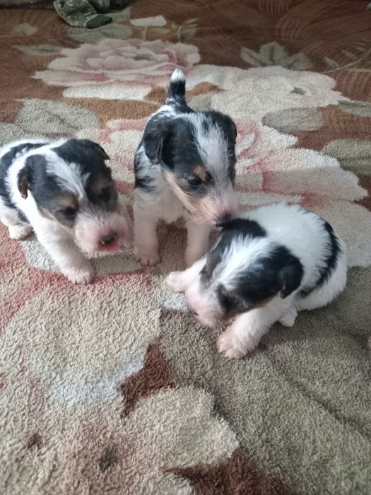 Фокстер'єр жорсткошерстний