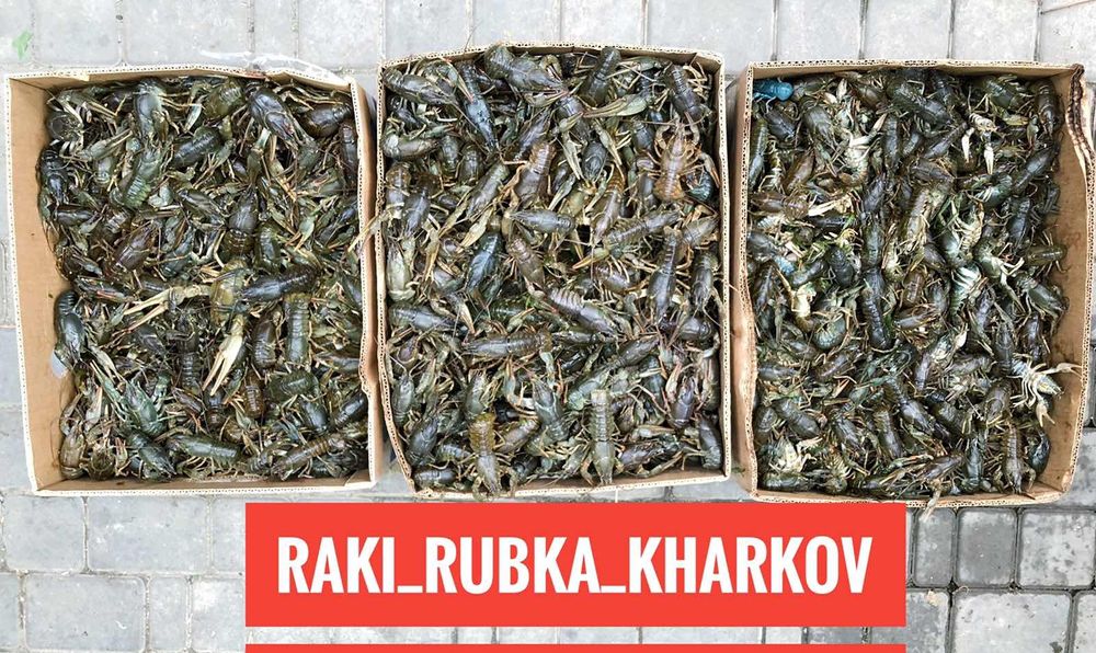 Раки доставка по Харкову тарань з ікрою плотва з ікрою ікра червона