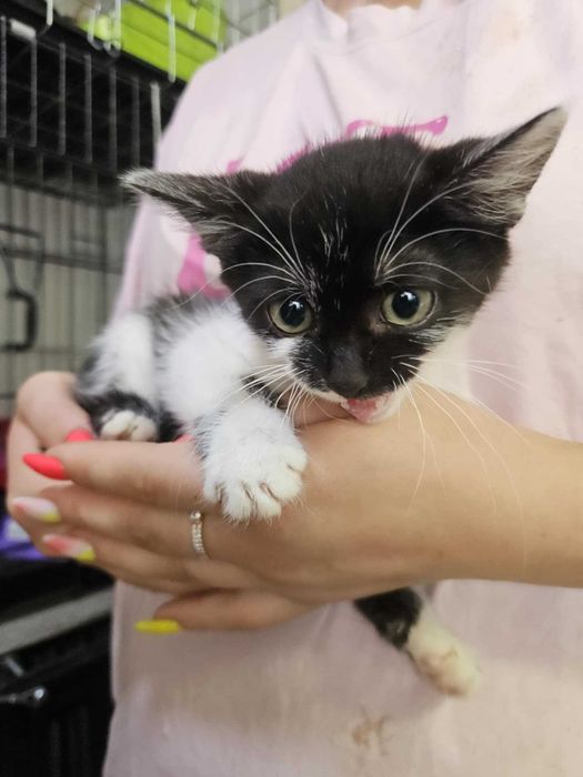 Красунчик котик в добрі руки