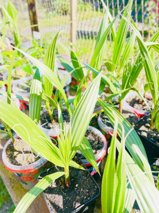 Waszyngtonia Robusta