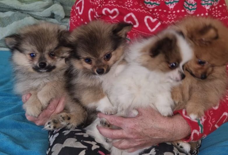 Акция Шпиц померанский щенки