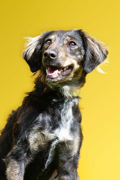 Sami super energiczny młodziak do adopcji