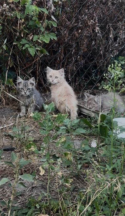 Кошенята в добрі руки