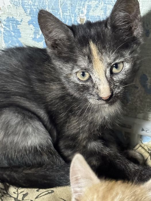 Кошеня в добрі руки!