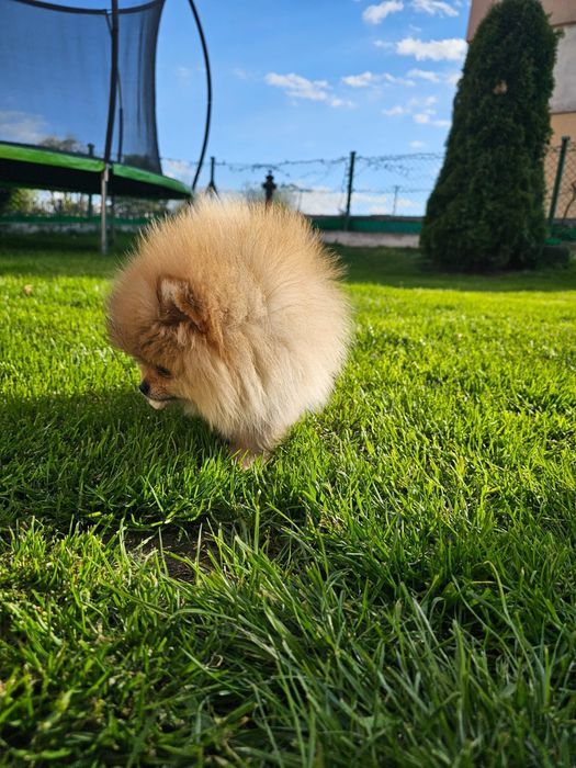 Mini sunia pomeranian 3,5 mc komplet szczepień