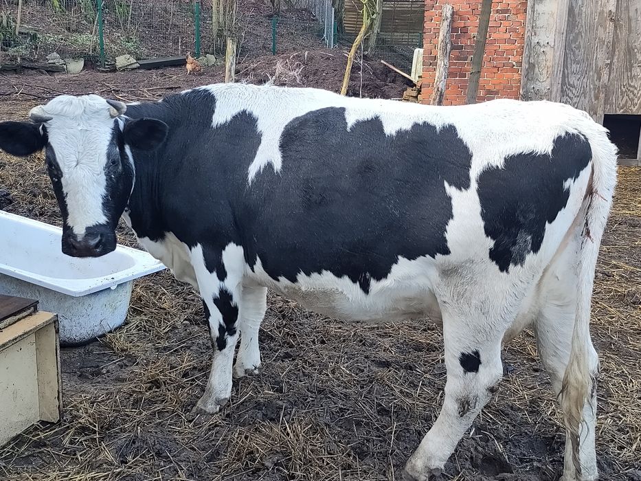 Krowa białogrzbieta, białogrzbiet