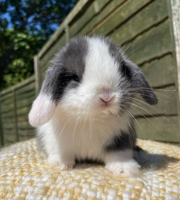 KIT Coelhos anões orelhudos, mini lop desparasitados