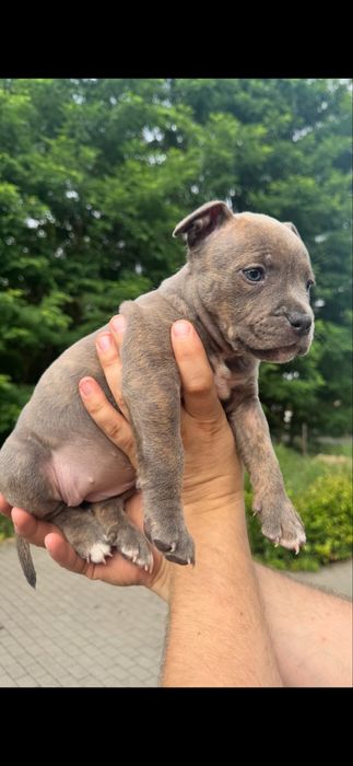 Amstaff blue i blue pregowany