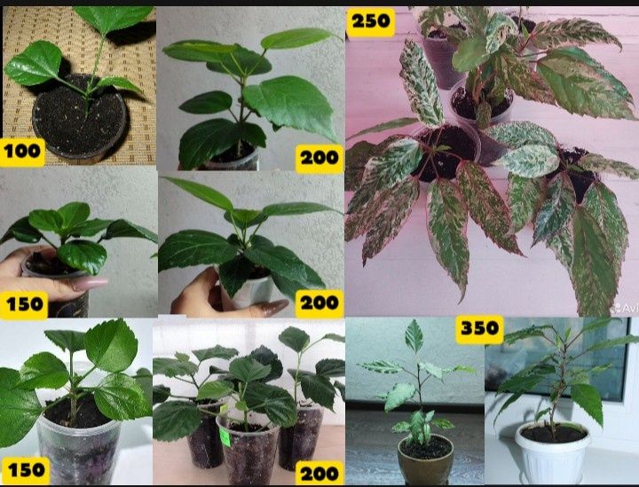 ГІБІСКУС  відростки