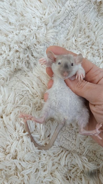 Необыкновенные умные крысятки малыши Агути сиамские Дамбо рекс крыса