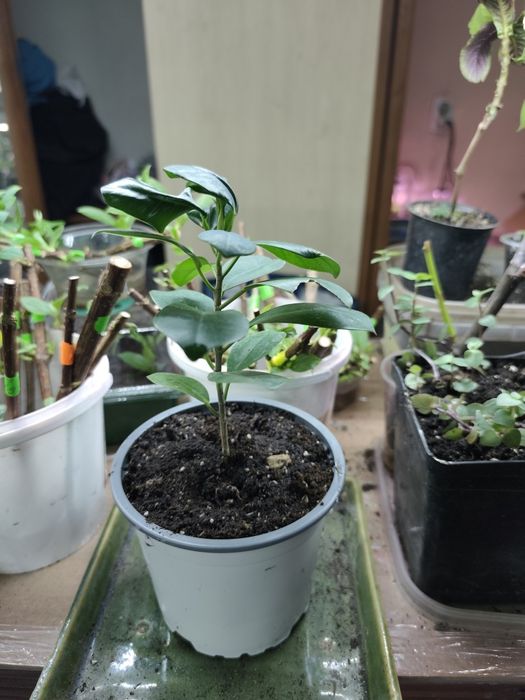 Фікус Мокламе (Ficus microcarpa Moclame)
