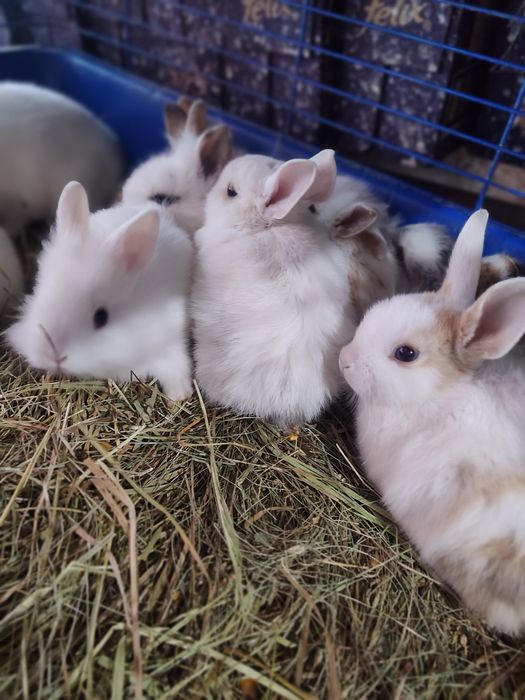 Декоративные мини и стандарт кролики