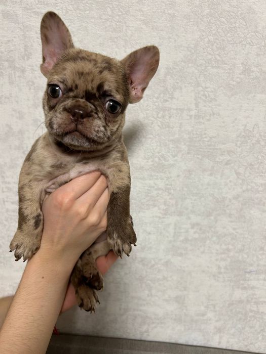 Девочка французского бульдога