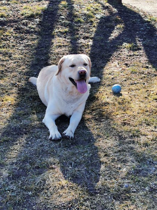 В'язка лабрадора